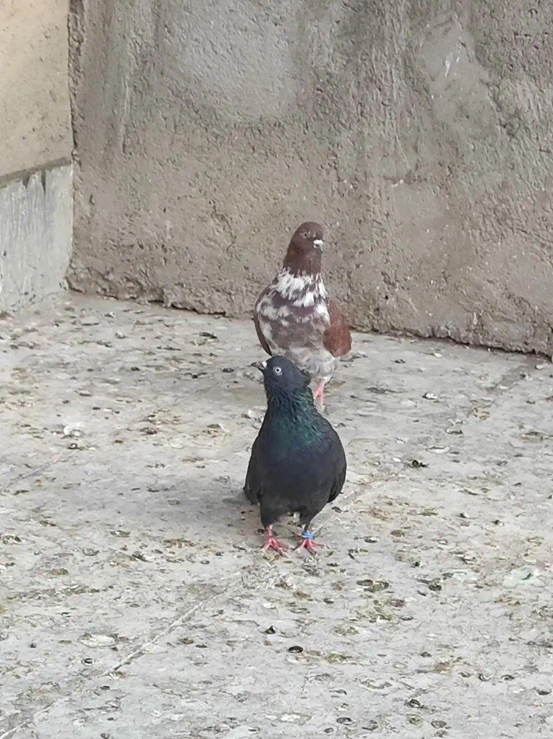 کبوتر‌پرشی|پرنده|مهربان, |دیوار