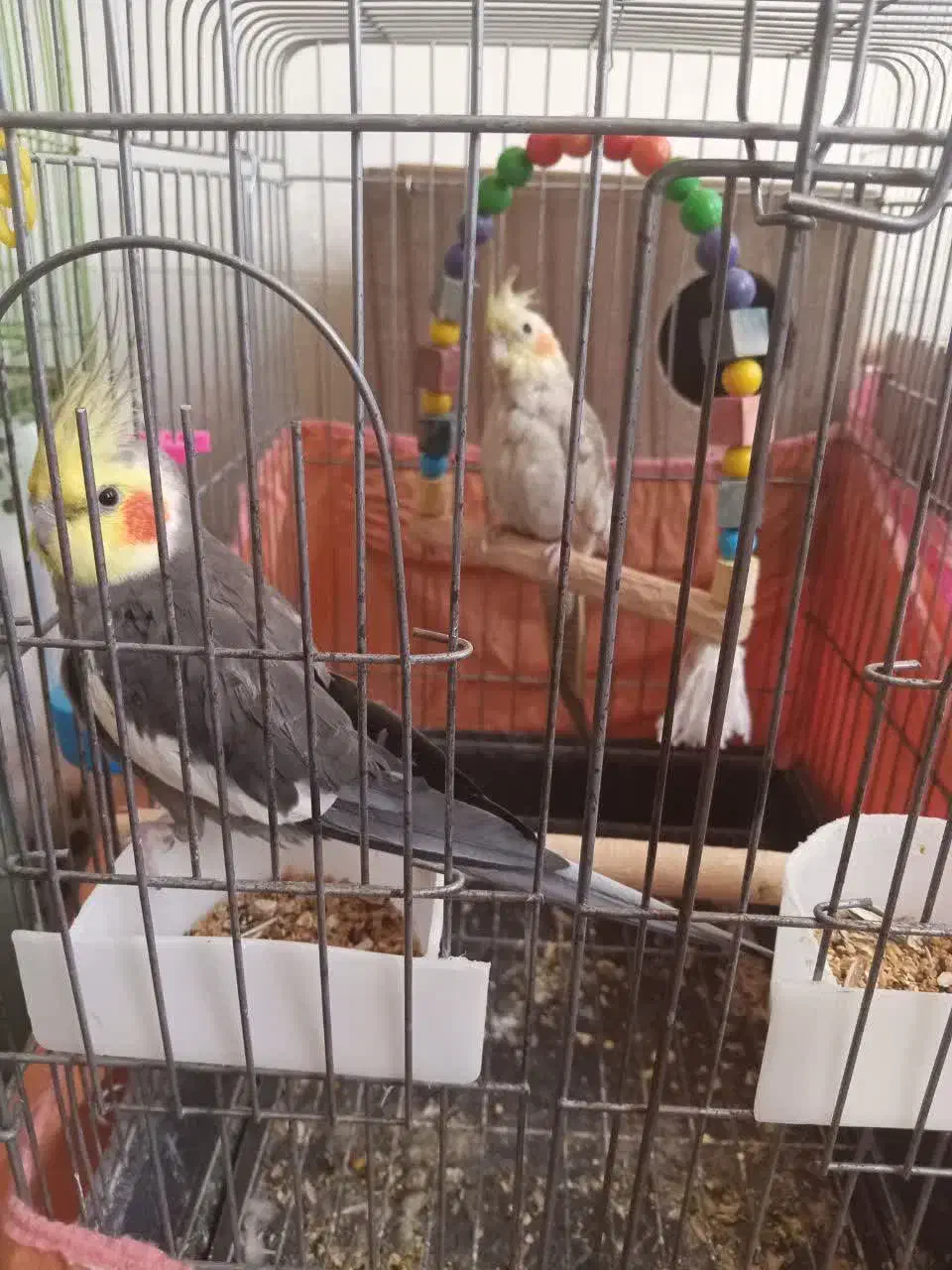 عروس هلندی نر و ماده|پرنده|یزد, |دیوار