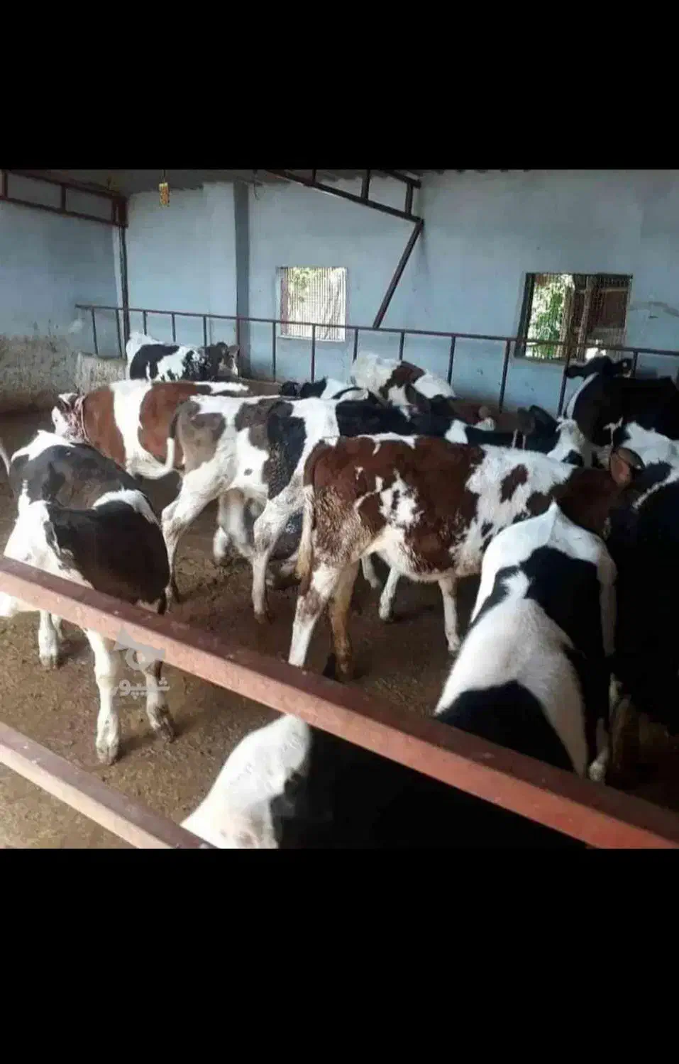 شیرخواروخوراک خور|حیوانات مزرعه|بیستون, |دیوار