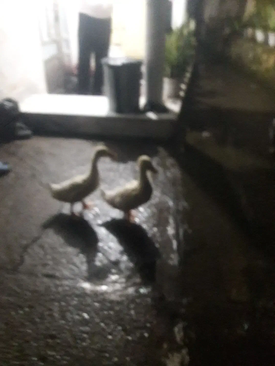 اردک بگبگی|پرنده|نوشهر, |دیوار