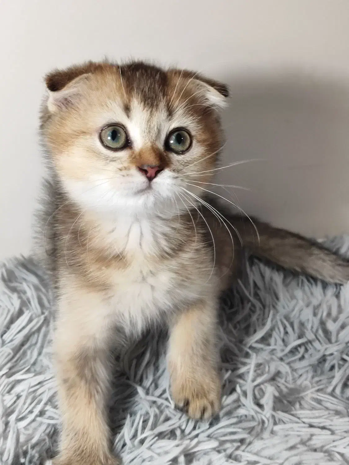 بچه گربه بریتیش اسکاتیش اصیل|گربه|تهران, دبستان|دیوار