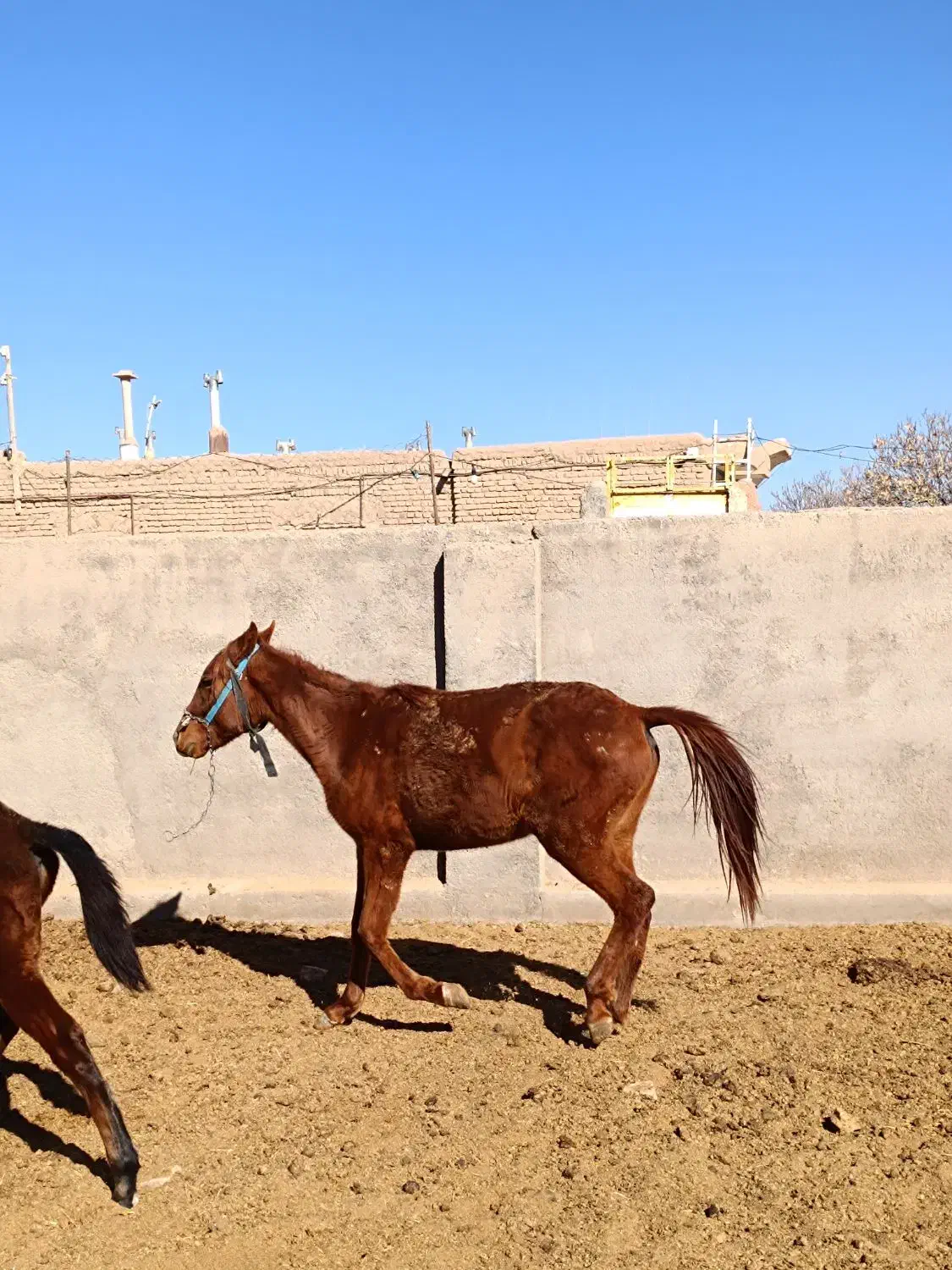 کره اسب|اسب و تجهیزات اسب‌سواری|فیروزه, |دیوار