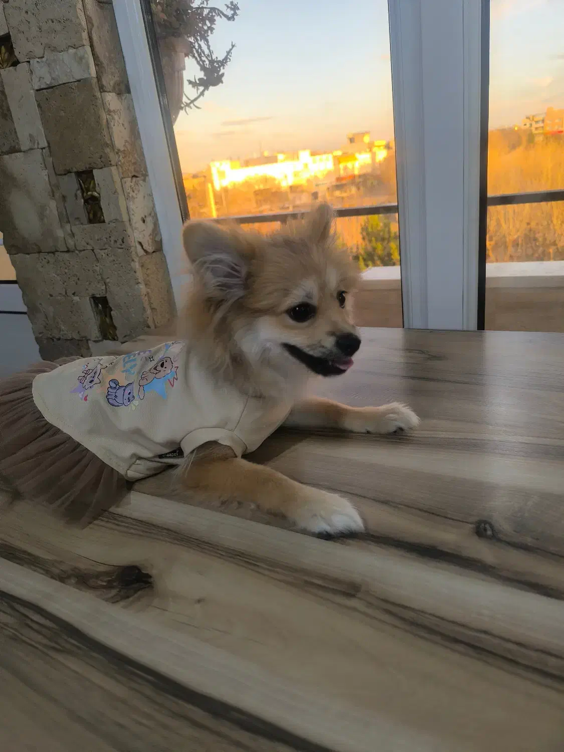 پامرین|سگ|قزوین, |دیوار