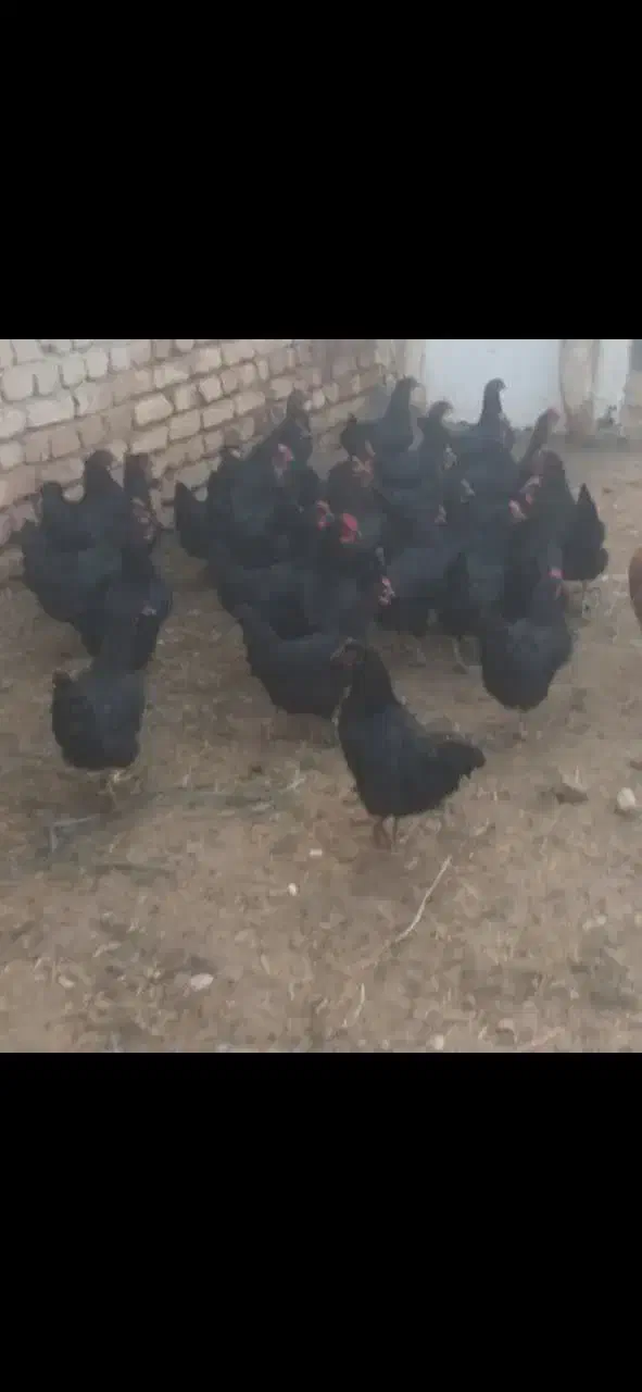 مرغ سیاه تخم گذار|حیوانات مزرعه|قم, دروازه ری|دیوار