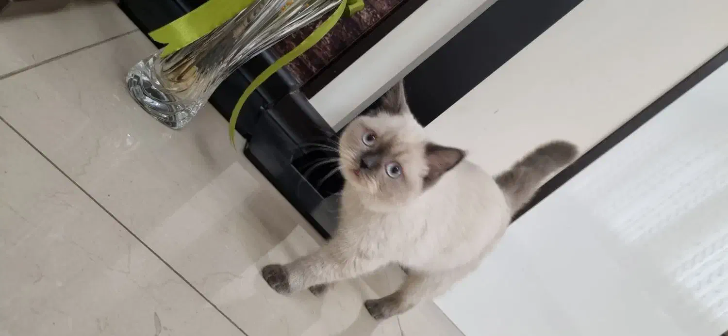 بچه گربه خنگ بامزه بریتیش|گربه|تهران, سردارجنگل|دیوار