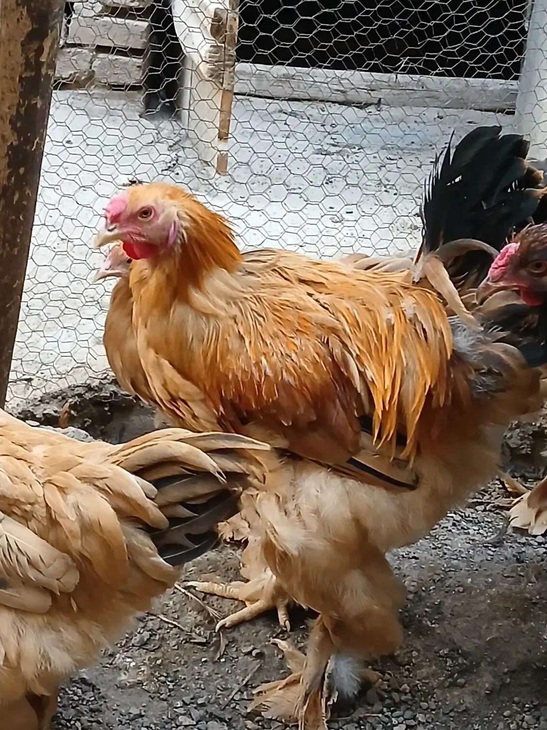 خروس نژاد برهما 4 ساله سالم و اصیل|حیوانات مزرعه|قزوین, |دیوار