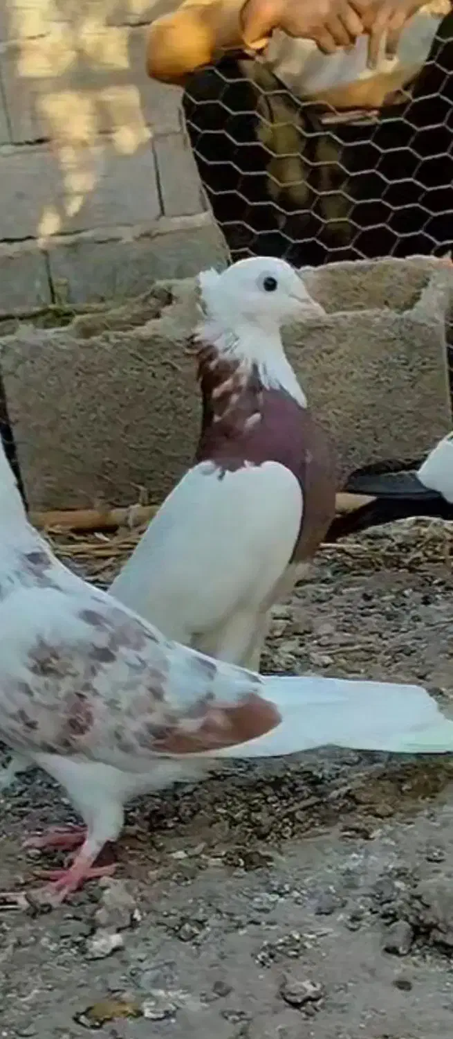 کبوتر|پرنده|سنگدوین, |دیوار