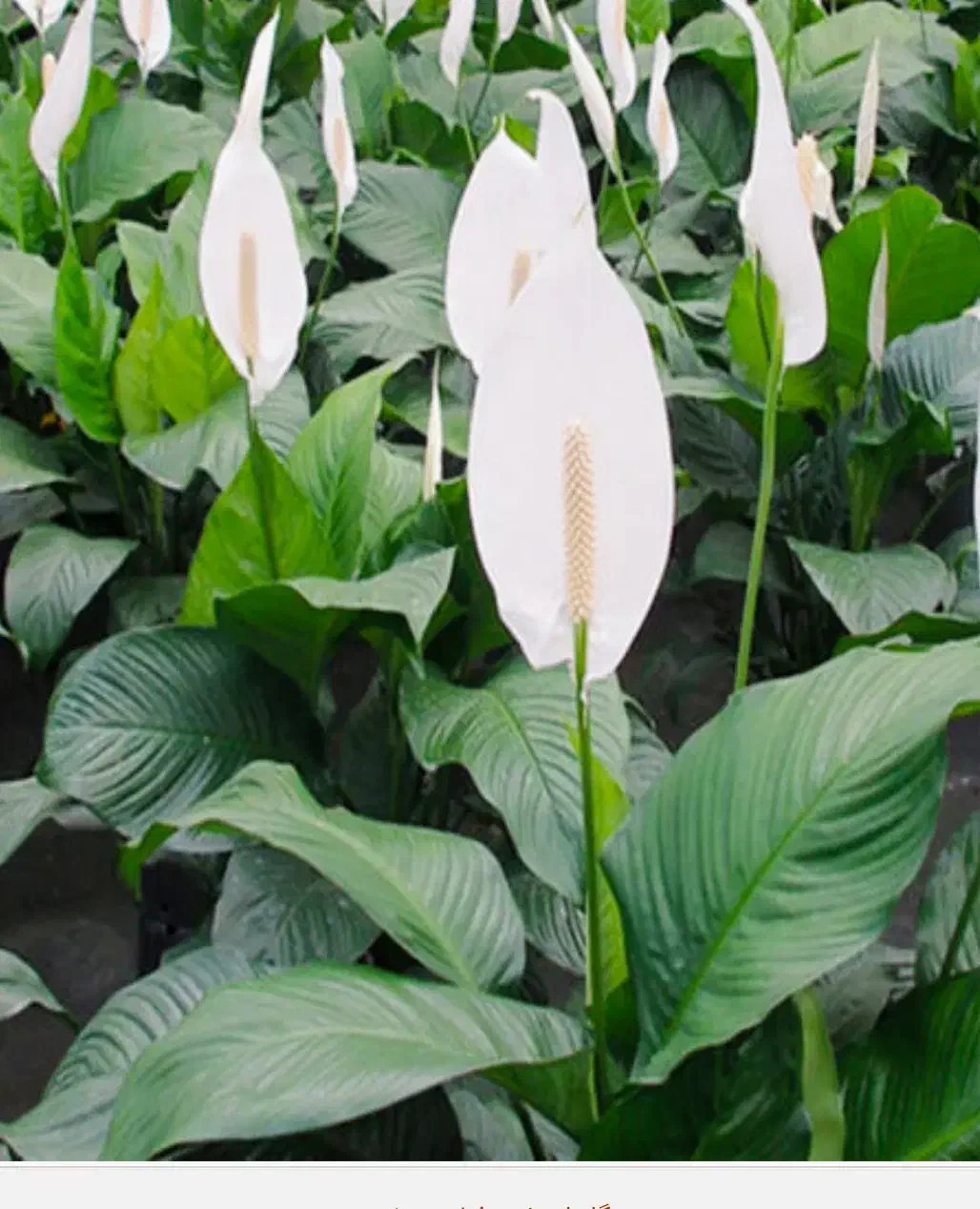 گل فروشی نوید|گل و گیاه طبیعی|جوانرود, |دیوار