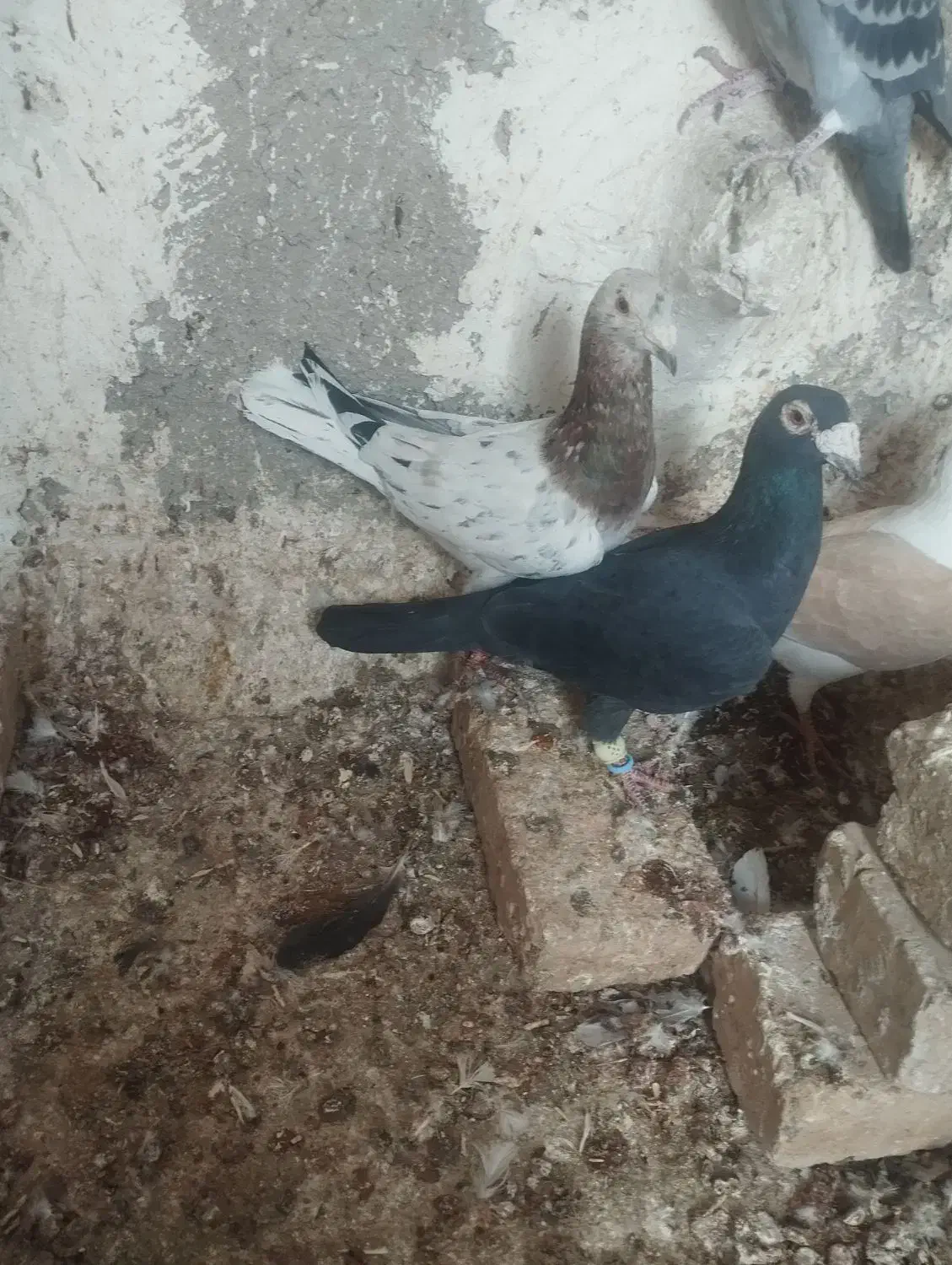 کبوتر|پرنده|بشاریات, |دیوار