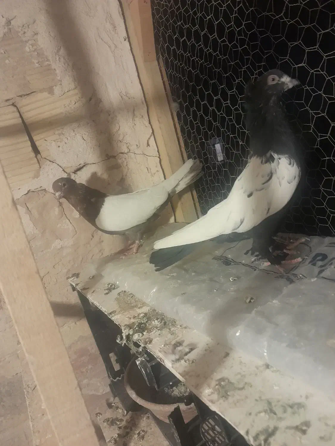 کفتر تزیینی|پرنده|قم, نخودی|دیوار