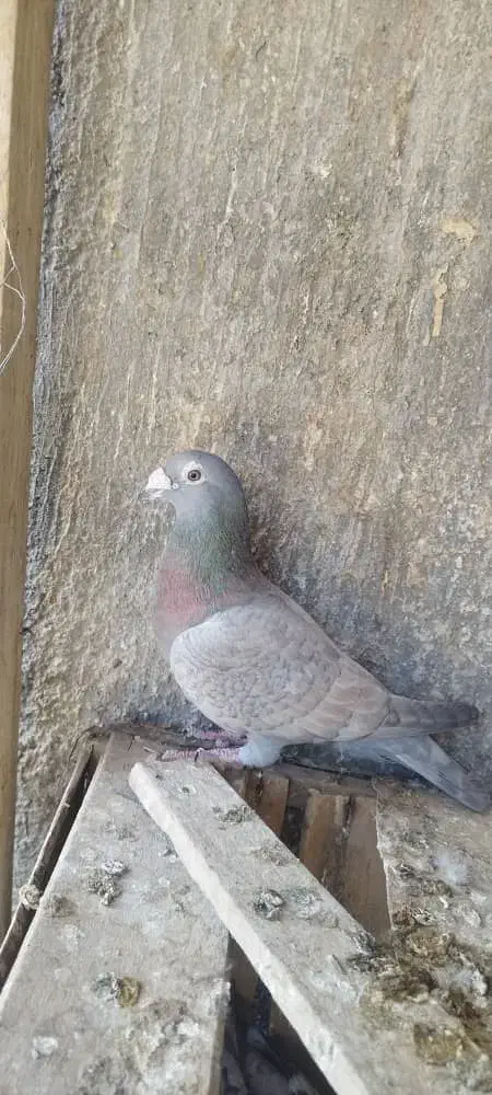 کبوتر|پرنده|زرین دشت (فارس), |دیوار