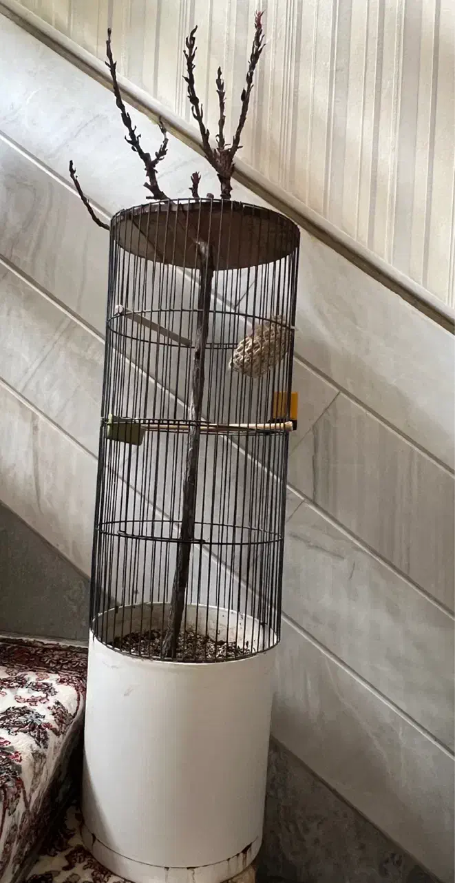 قفس گلدونی فوری|گل و گیاه طبیعی|قم, قم نو|دیوار