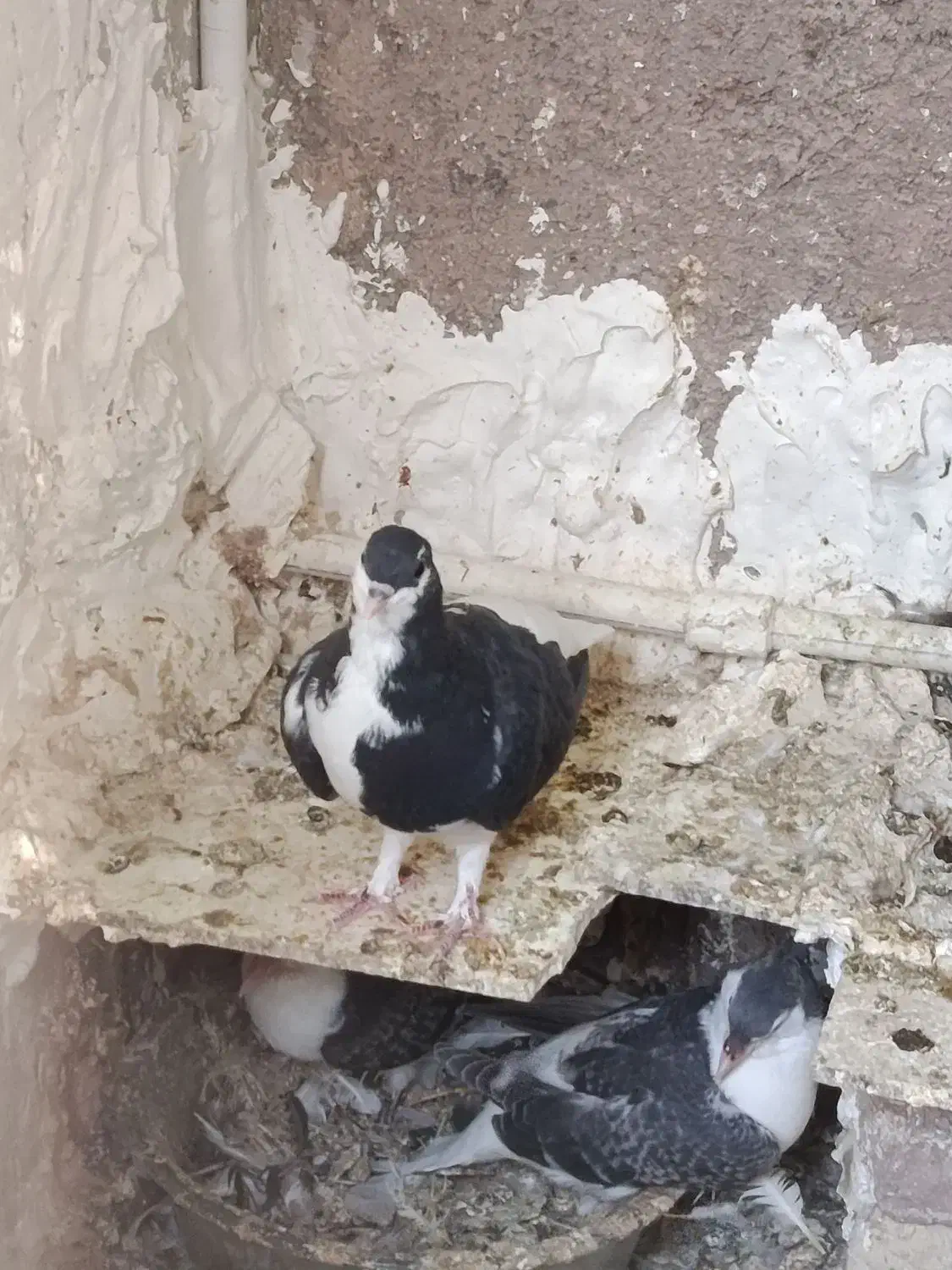 فروشی|پرنده|رشتخوار, |دیوار