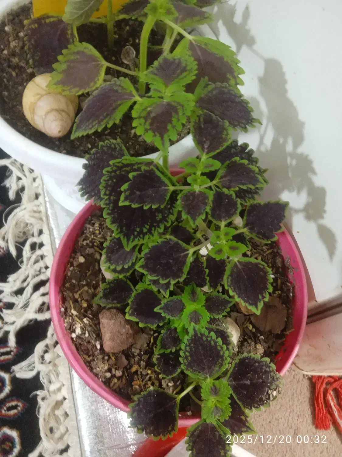 گل دیفن|گل و گیاه طبیعی|نیشابور, دربقاضی|دیوار