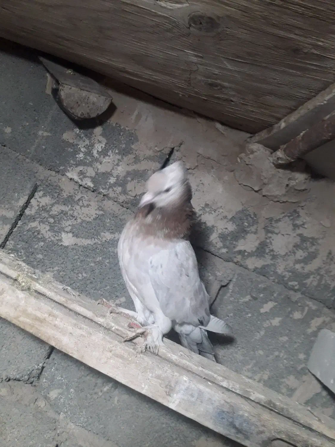 کبوتر کاشان سرور|پرنده|مرند, |دیوار