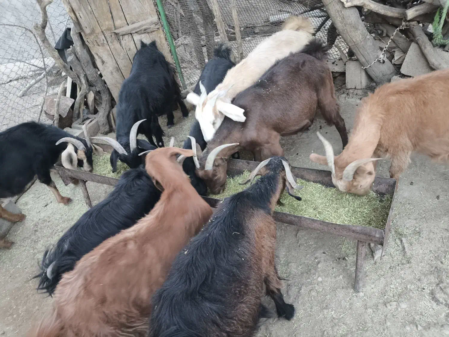 بز حیوانی|حیوانات مزرعه|چاروسا, |دیوار