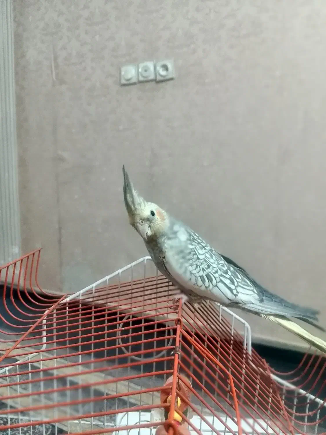 عروس هلندی|پرنده|بهارستان, |دیوار