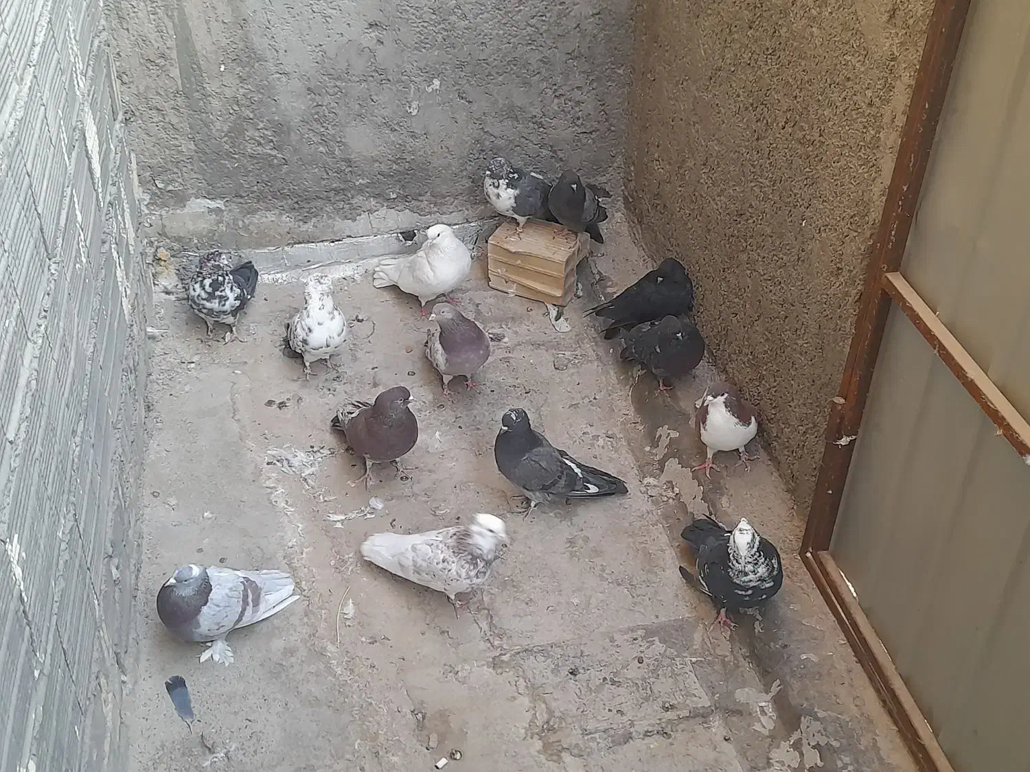 کفتر|پرنده|کهک, |دیوار