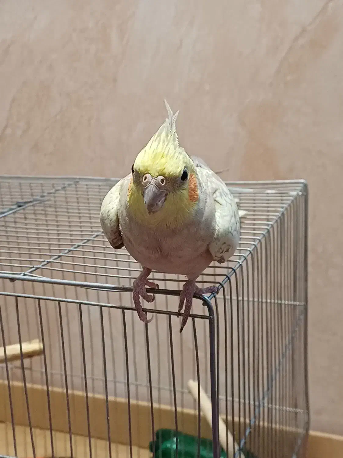 عروس هلندی|پرنده|ارومیه, |دیوار