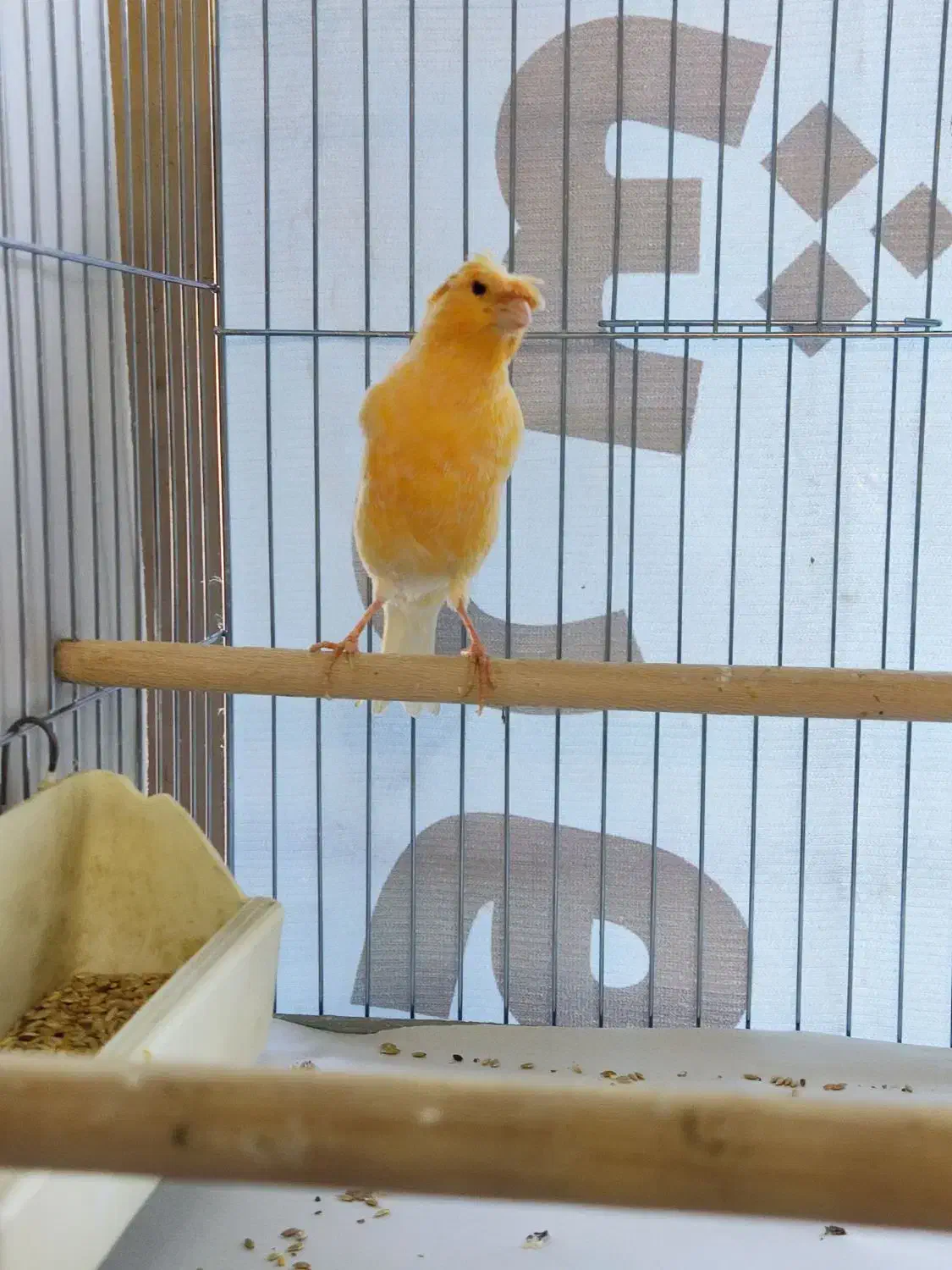 قناری|پرنده|خوی, |دیوار