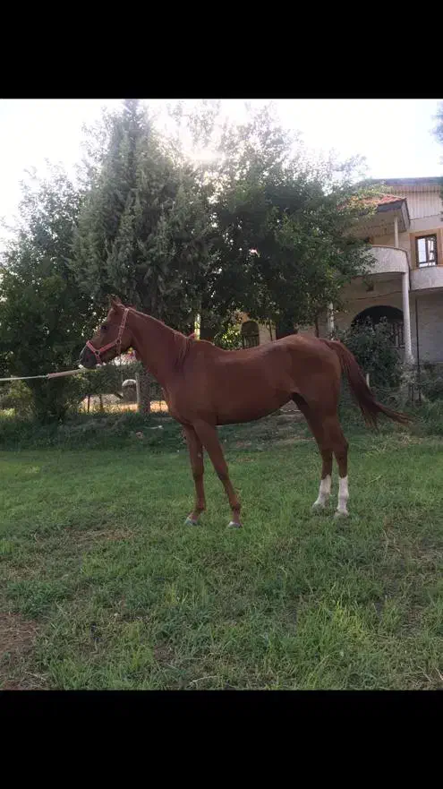 مادیان و کره|اسب و تجهیزات اسب‌سواری|هلیلان, |دیوار