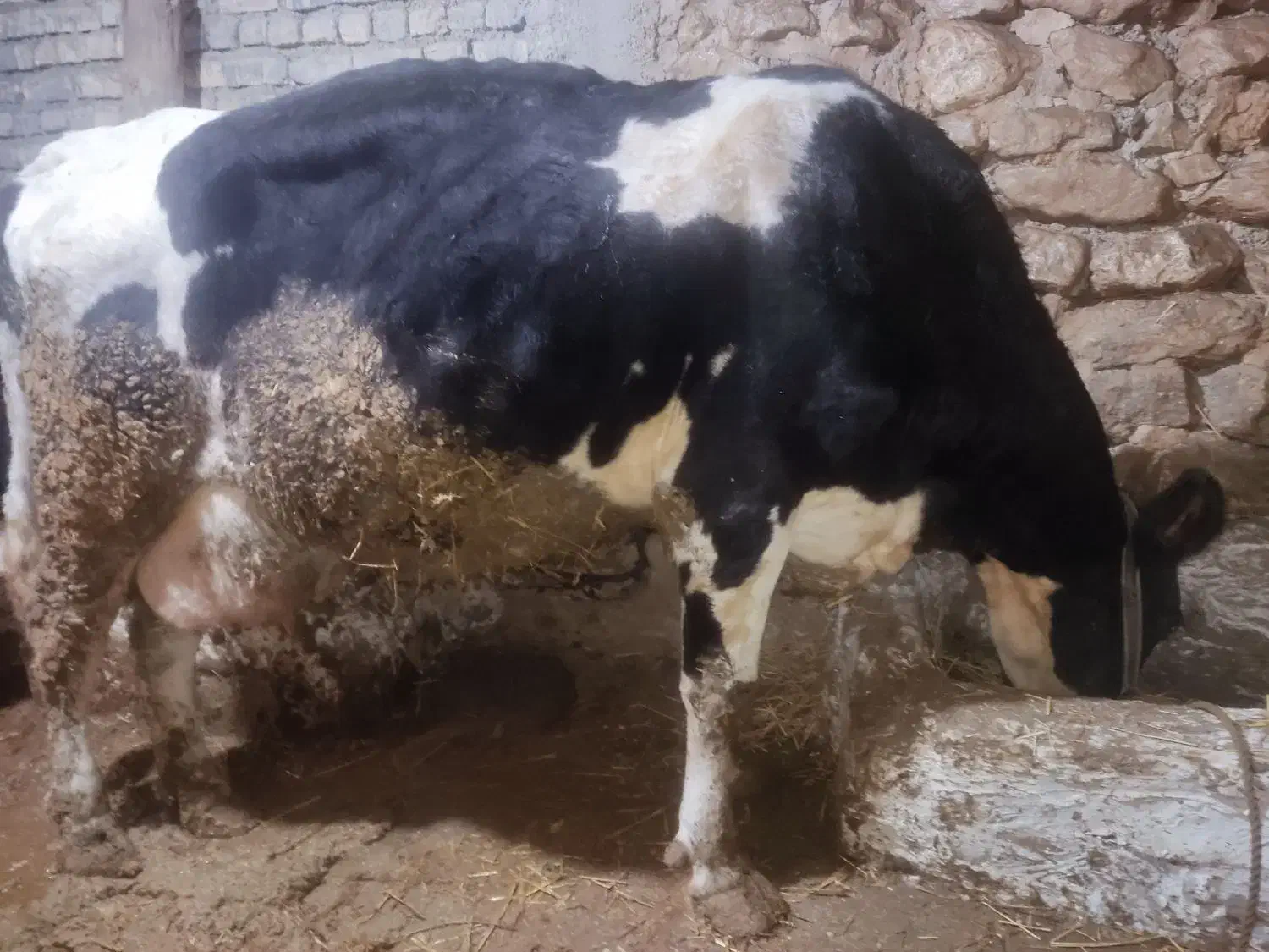 گاو با گوساله|حیوانات مزرعه|کالپوش, |دیوار