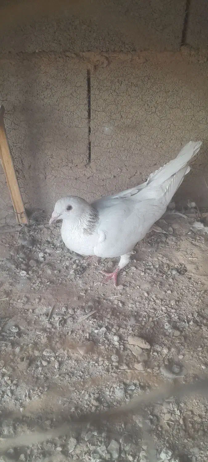 ۸عدد کبوتر فروشی|پرنده|طبس, |دیوار