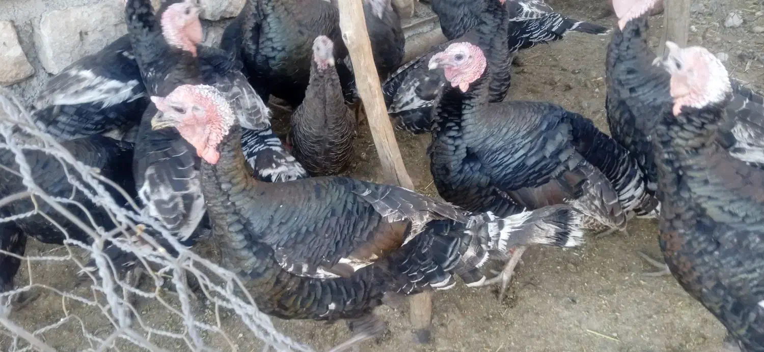 بوقلمون|حیوانات مزرعه|کارزان, |دیوار