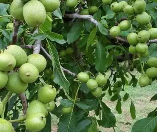 توزیع نهال گردو فرنورپیوندی پایه کوتاه|خدمات باغبانی و درختکاری|پلدختر, |دیوار