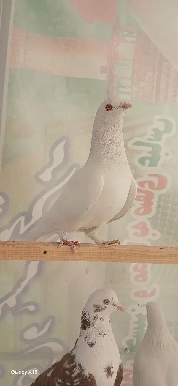 کبوتر پرشی ماده کفتر|پرنده|تهران, اتابک|دیوار