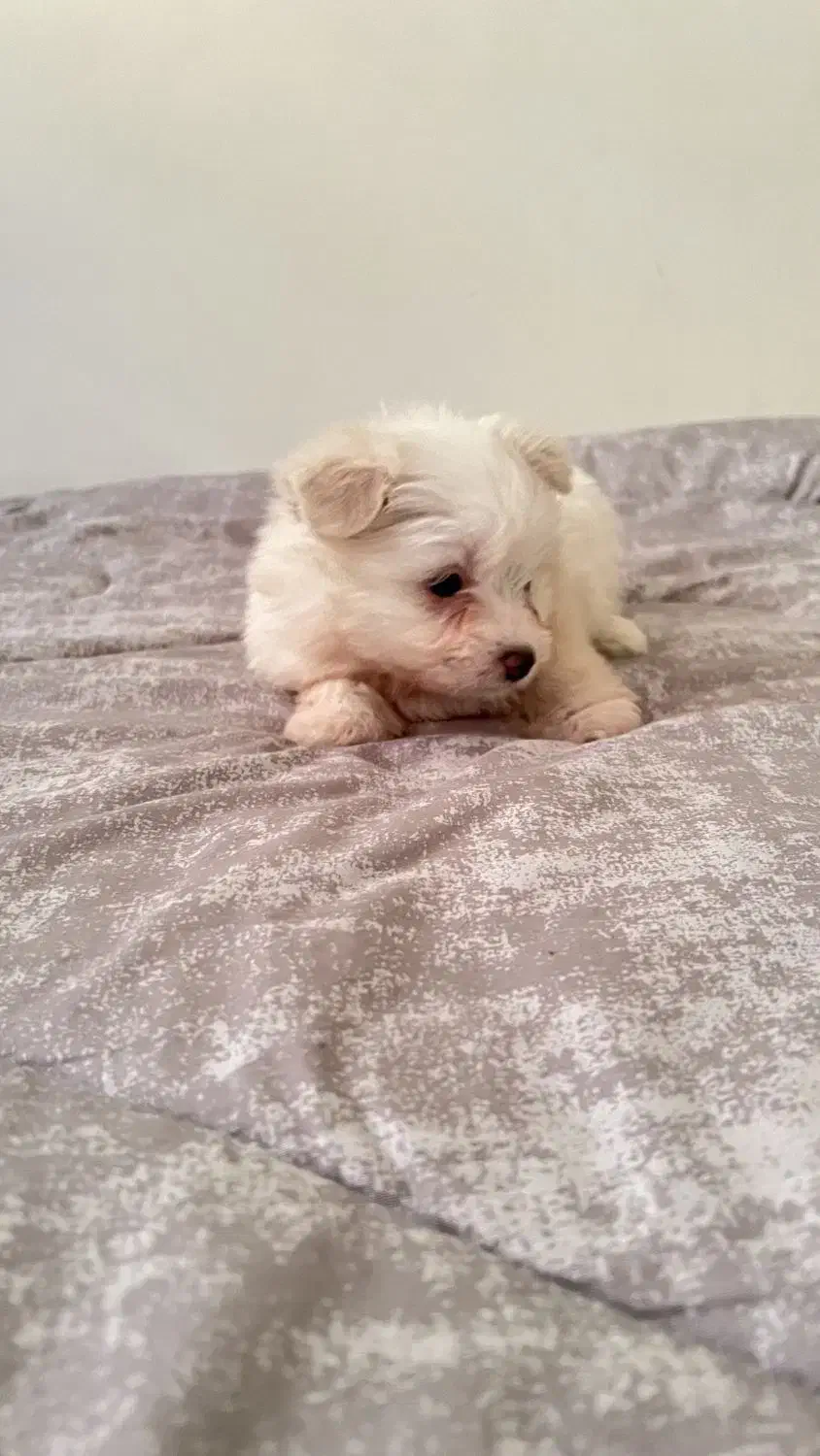 واگذاری سگ شیتزو|سگ|تهران, نیروی هوایی (پیروزی)|دیوار