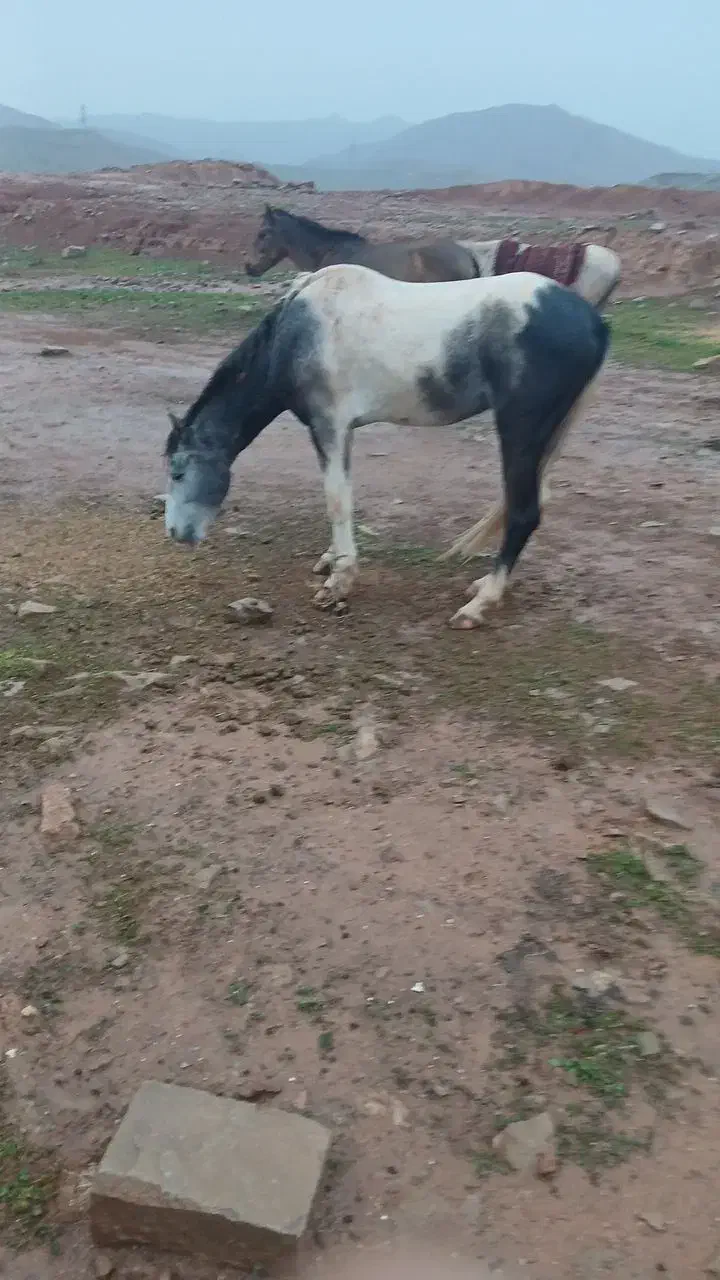 اسب عروسک|اسب و تجهیزات اسب‌سواری|مسجد سلیمان, |دیوار