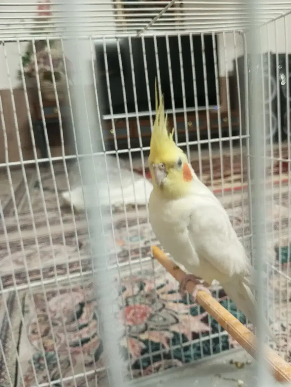 عروس هلندی|پرنده|تربتحیدریه, هاشمینژاد|دیوار