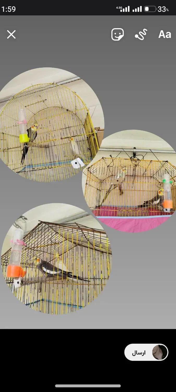 عروس هلندی|پرنده|هندیجان, |دیوار