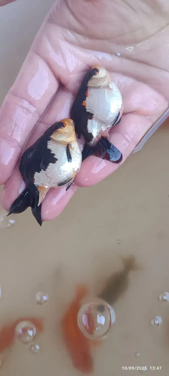 گلد فیش سایز|ماهی|ارومیه, |دیوار