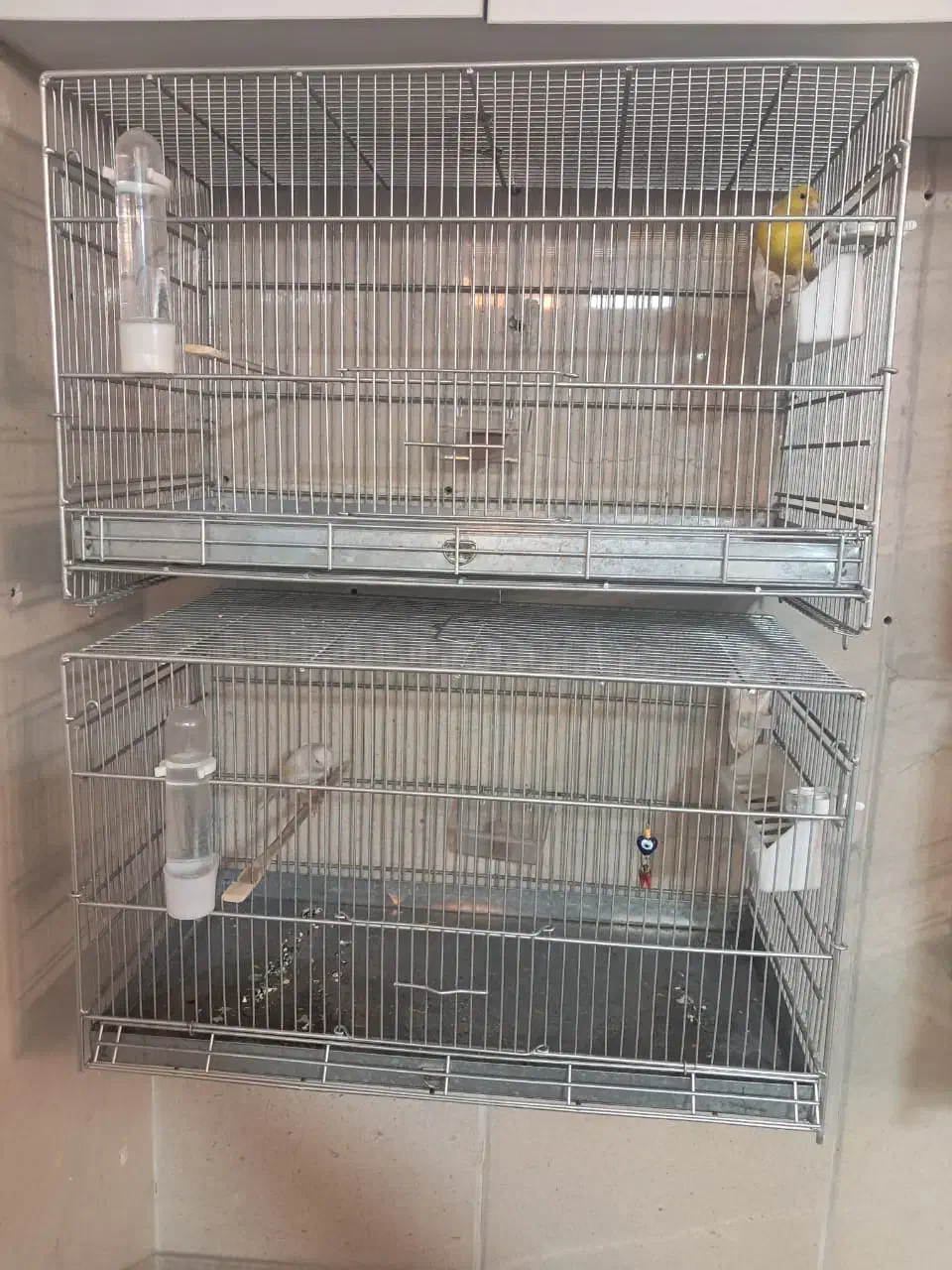 قناری نر و ماده|پرنده|اندیشه, اندیشه فاز ۳|دیوار