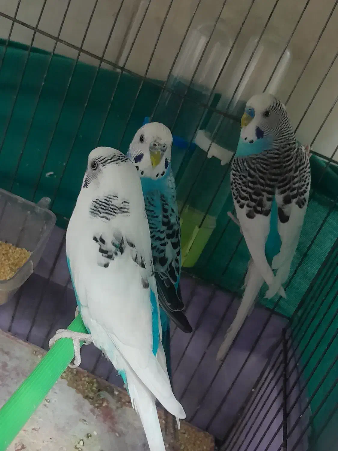 مرغ عشق|پرنده|قرچک, مهدیه|دیوار