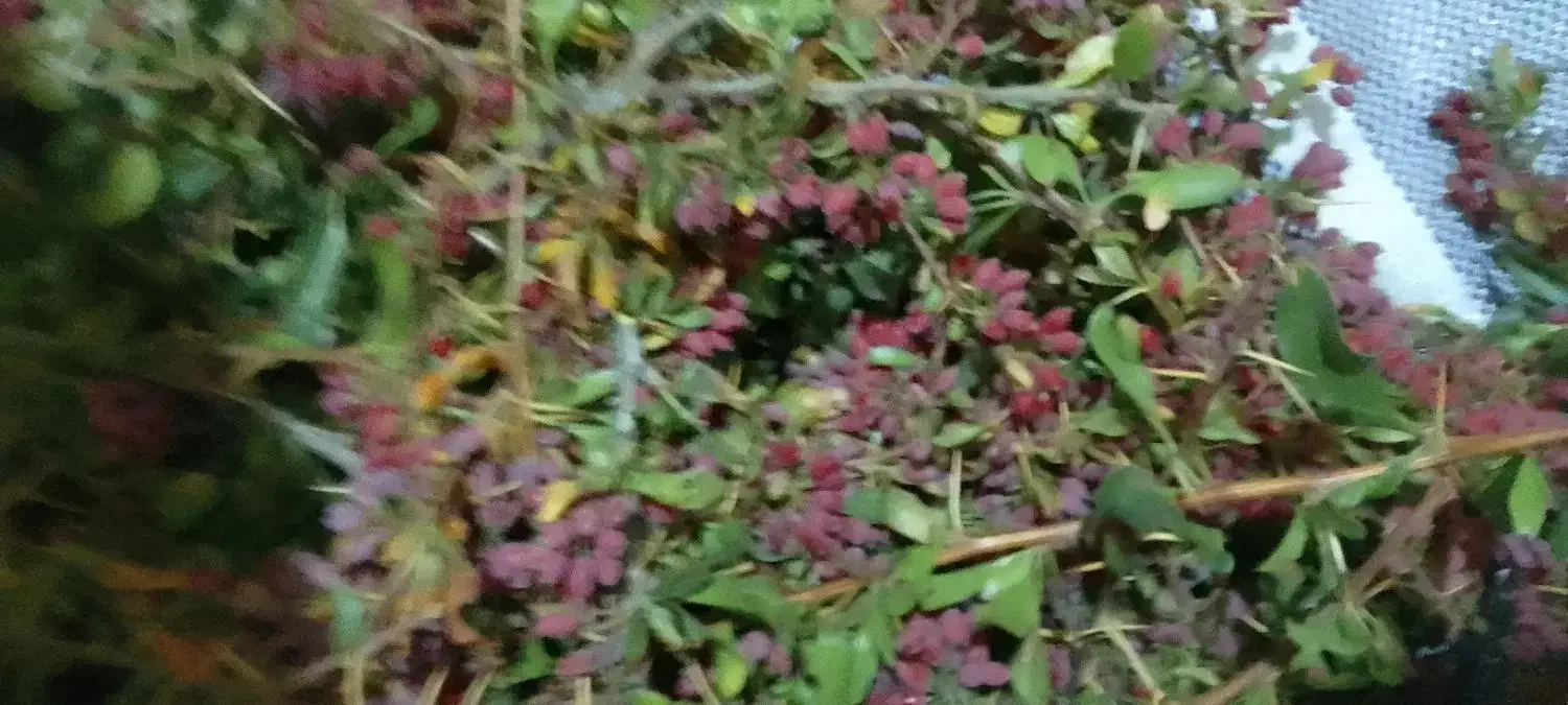 نهال زرشک|گل و گیاه طبیعی|قهستان, |دیوار