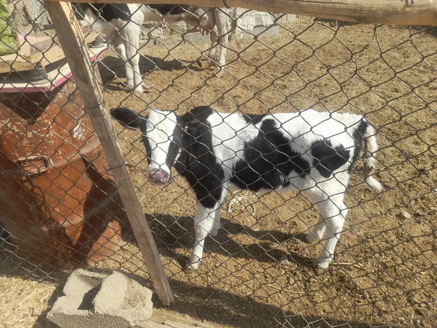 یک راس گوساله ماده شیری.یک راس گاو شیری|حیوانات مزرعه|اصفهان, لیمجیر|دیوار