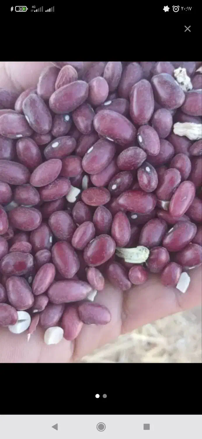 لوبیا قرمز   اسینم|خوردنی و آشامیدنی|دهگلان, |دیوار