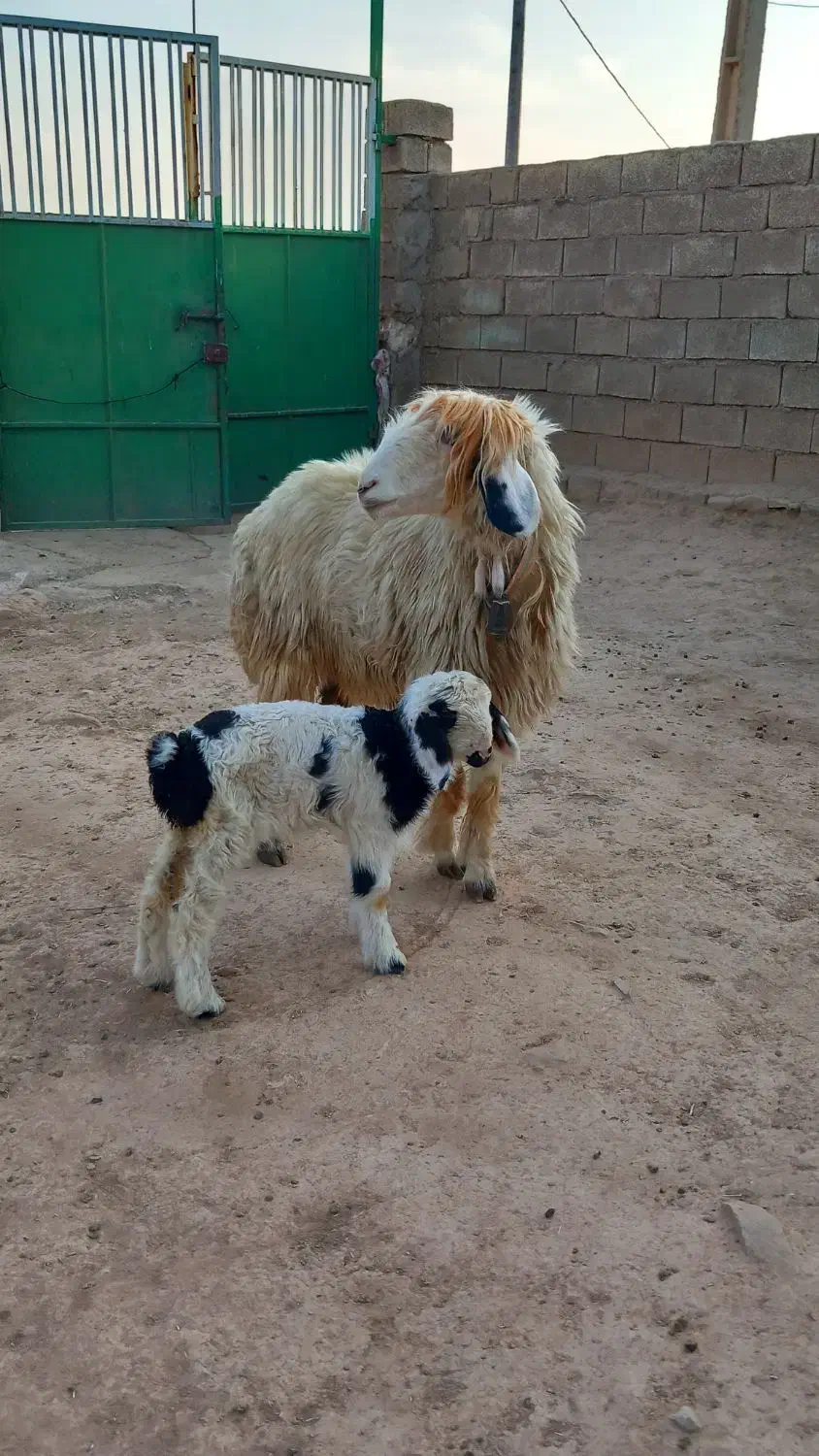 شیشک زایده|حیوانات مزرعه|مسجد سلیمان, |دیوار