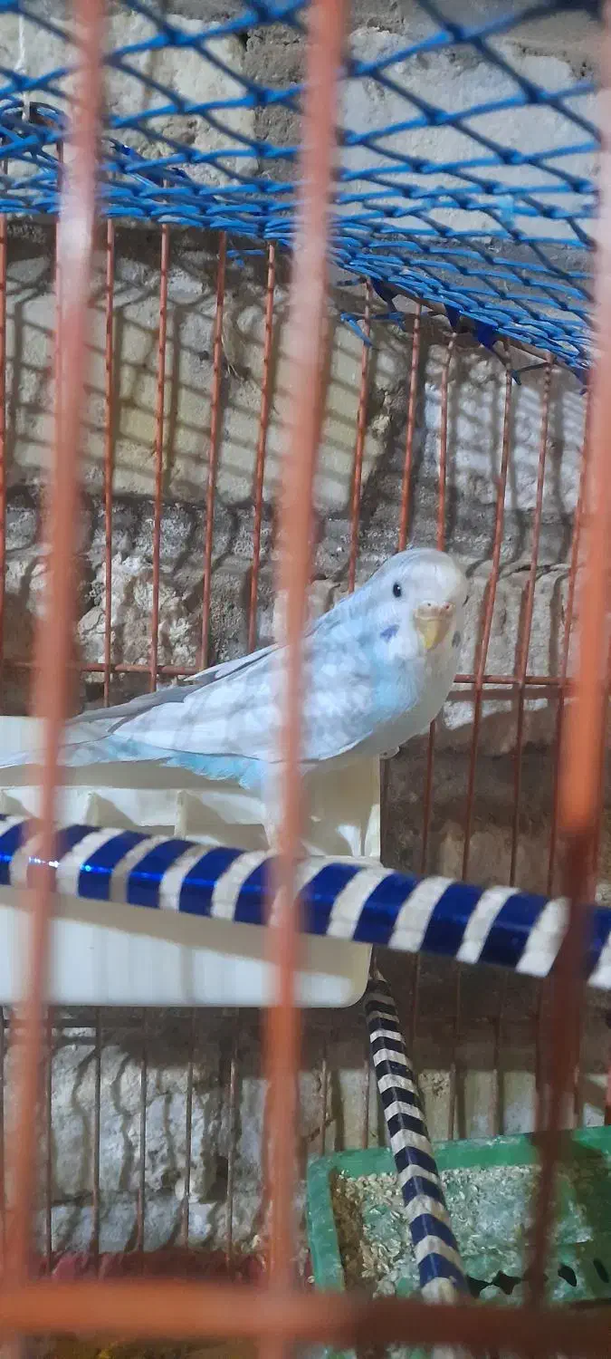 مرغ عشق وعروس هلندی|پرنده|یزد, |دیوار