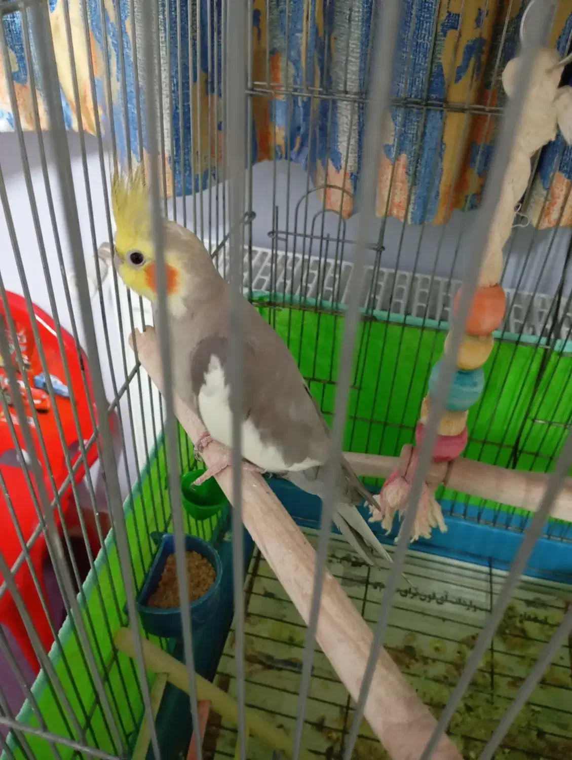 عروس هلندی نروماده سالم|پرنده|شاهرود, |دیوار