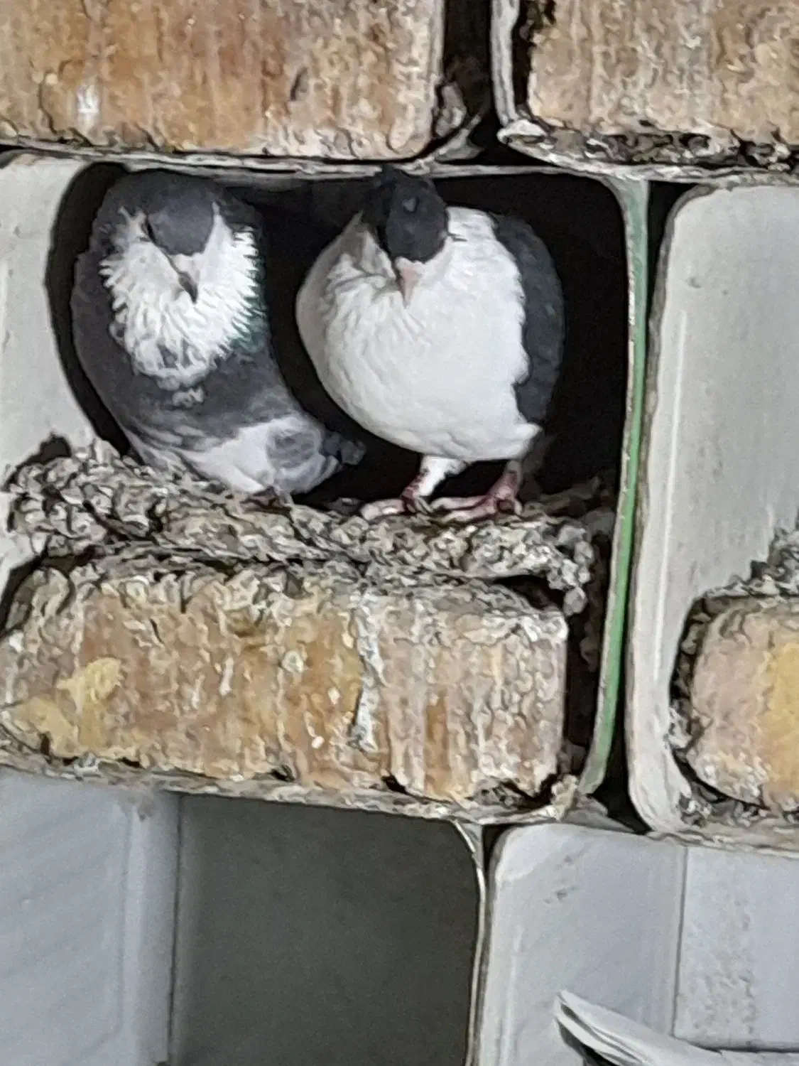 یک جفت دمگیر دم لول|پرنده|مبارکه, |دیوار