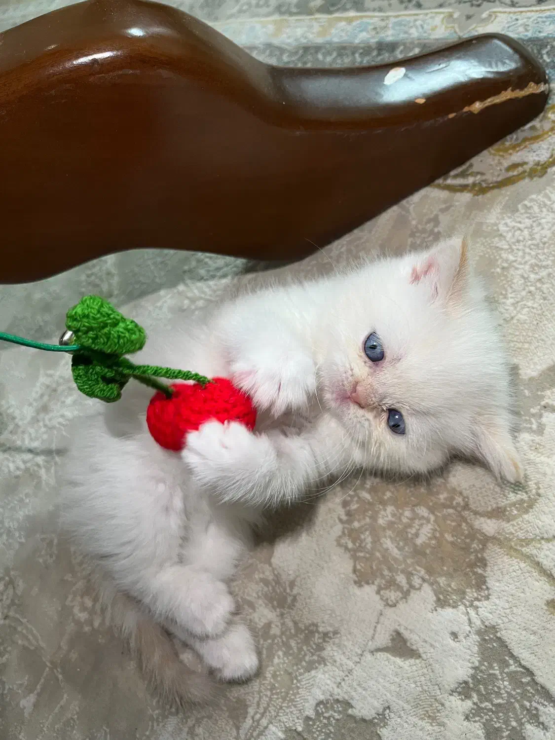 گربه پرشین|گربه|گرگان, |دیوار