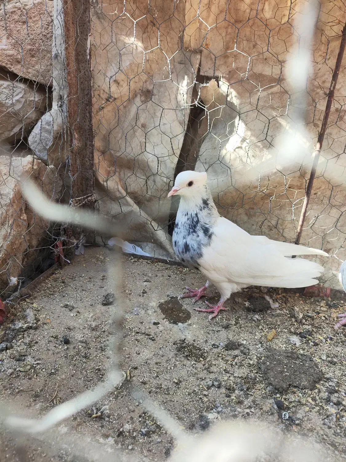 تعدادی کبوتر طوقی|پرنده|باشت, |دیوار