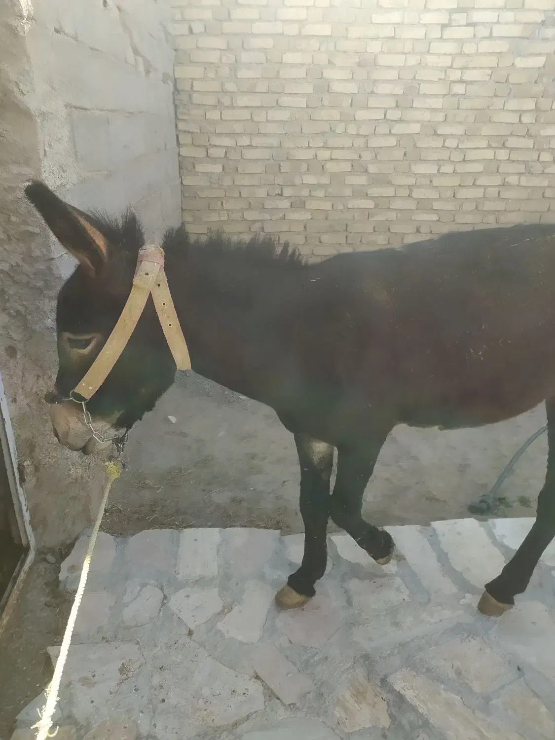 خر نر|حیوانات مزرعه|زنجانرود, |دیوار