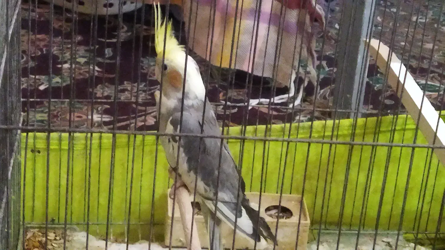 عروس هلندی|پرنده|کاشان, فین بزرگ|دیوار