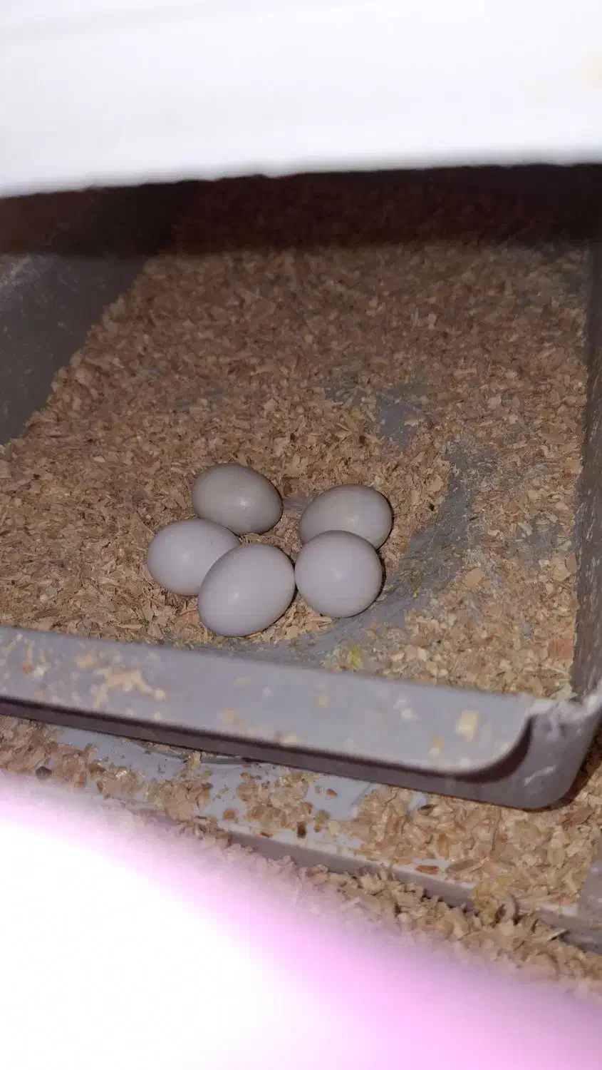 عروس هلندی مولد|پرنده|بندر ماهشهر, |دیوار