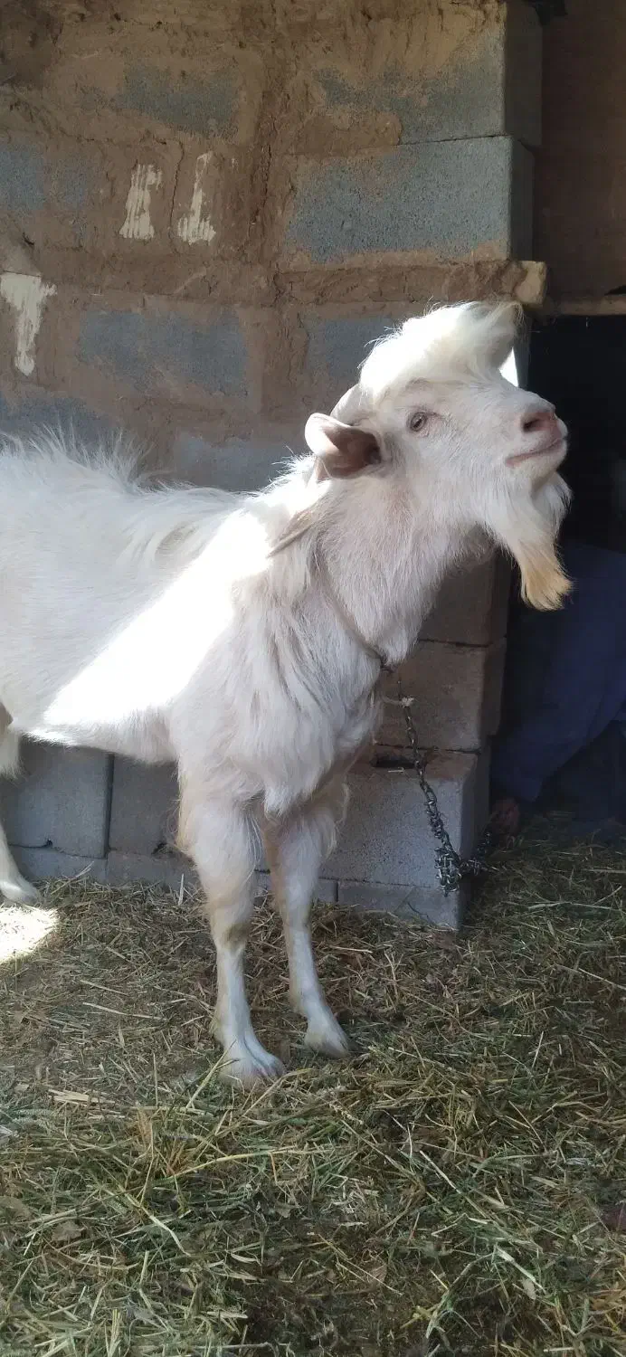 چپش سانن|حیوانات مزرعه|یزد, |دیوار